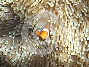 Ocellaris clownfish, Common clownfish or False percula clownfish in sea anemone at the north of Ishiga
