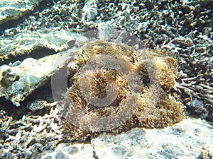 Ocellaris clownfish, Common clownfish or False percula clownfish in sea anemone at the north of Ishiga