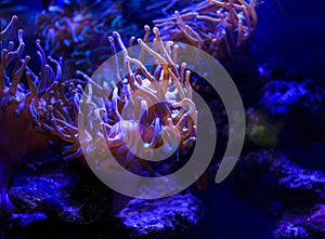 Ocellaris clownfish hides and swimming in the pink violet  sea anemone Heteractis magnifica