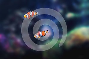 Ocellaris Clownfish - Marine Fish