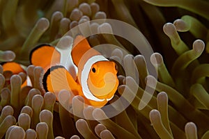 Ocellaris Clownfish in Raja Ampat