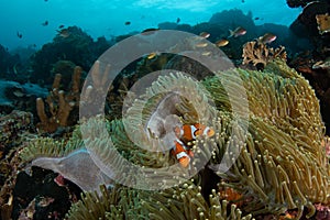 Ocellaris Clownfish in Raja Ampat