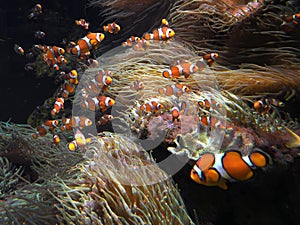 Ocellaris clownfish swim in coral sea photo