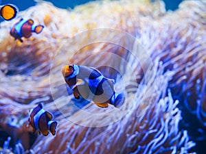 Ocellaris Clownfishes with coral background