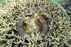 Ocellaris Clownfishes
