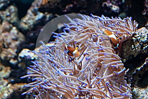 Ocellaris Clownfishes with sea anemone