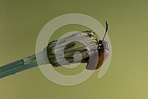 Ocellata coleoptera on a flower photo