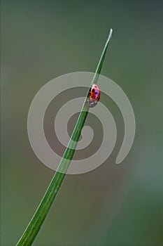 Ocellata coleoptera on a grass photo