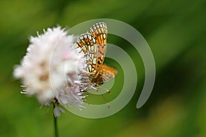 Ocellate bog fritillary butterfly