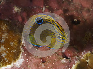 Ocellate damselfish