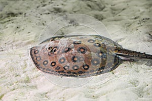 Ocellate River Stingray