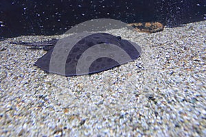 Ocellate river stingray