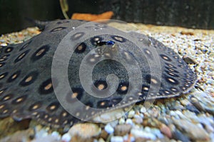 Ocellate river stingray