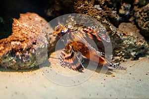 Ocellated Lionfish - Marine fish