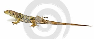 Ocellated lizard.