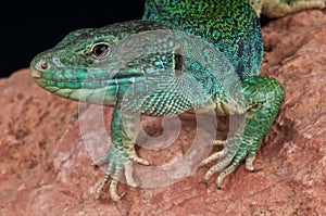 Ocellated lizard