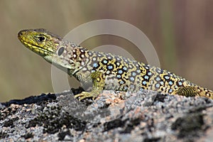 Ocellated Lizard
