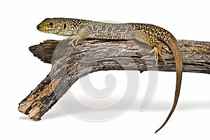 An ocellated lizard on a branch.