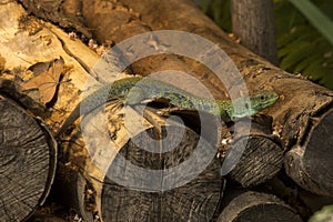 Ocellated lizard, eyed lizard, jeweled lacerta  Timon lepidus.