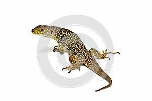 An ocellated lizard isolated.