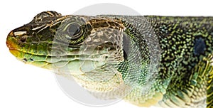 Ocellated lizard or jewelled lizard  - Timon lepidus or Lacerta lepidus