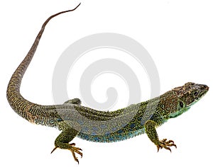 Ocellated lizard or jewelled lizard  - Timon lepidus or Lacerta lepidus photo