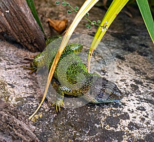 Ocellated lizard Lacerta lepida or Timon lepidus is a lizard endemic to southwestern Europe