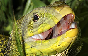 Ocellated lizard, Sierra de Guadarrama National Park, Spain