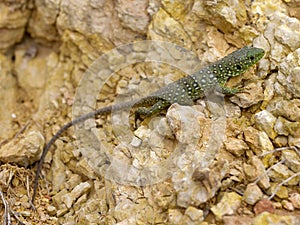 ocellated lizard, timon lepidus