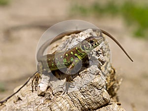 ocellated lizard, timon lepidus