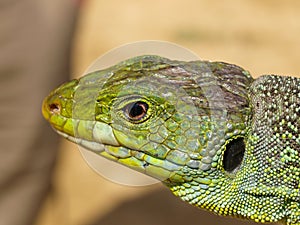 ocellated lizard, timon lepidus