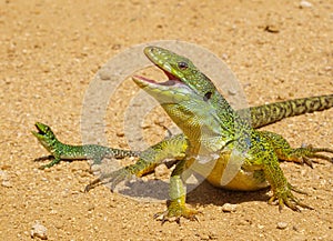 ocellated lizard, timon lepidus