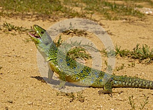 ocellated lizard, timon lepidus