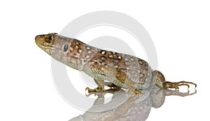 Ocellated lizard - Timon lepidus