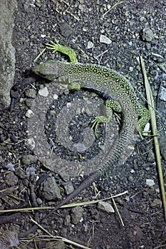 Ocellated lizard (Timon lepidus).