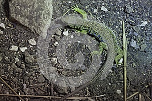 Ocellated lizard (Timon lepidus).