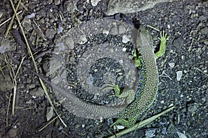 Ocellated lizard (Timon lepidus).