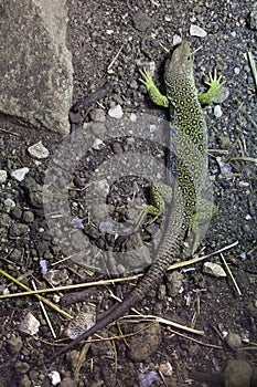 Ocellated lizard Timon lepidus.