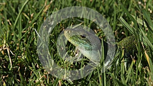 Ocellated Lizard (Timon lepidus) basking in short grass.