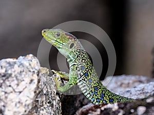 Ocellated lizard Timon lepidus photo