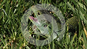 Ocellated Lizard (Timon lepidus) in grass, opening mouth reacting to a threat.