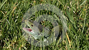 Ocellated Lizard (Timon lepidus) in grass, opening mouth reacting to a threat.