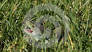 Ocellated Lizard (Timon lepidus) in grass, opening mouth reacting to a threat. photo