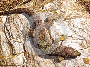 ocellated lizard, timon lepidus, lacerta lepida