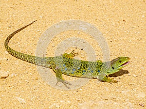 ocellated lizard, timon lepidus photo