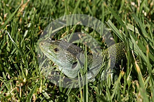 Ocellated Lizard (Timon lepidus) lying in grass in Portugal. Portuguese wildlife.