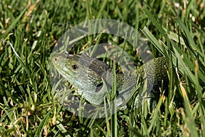 Ocellated Lizard (Timon lepidus) lying in grass in Portugal. Portuguese wildlife. photo