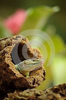 Ocellated lizard in tree branch hole photo