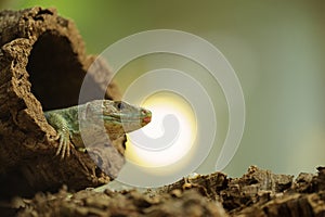 Ocellated lizard in tree hole with sun in background photo