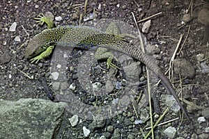 Ocellated lizard (Timon lepidus). photo